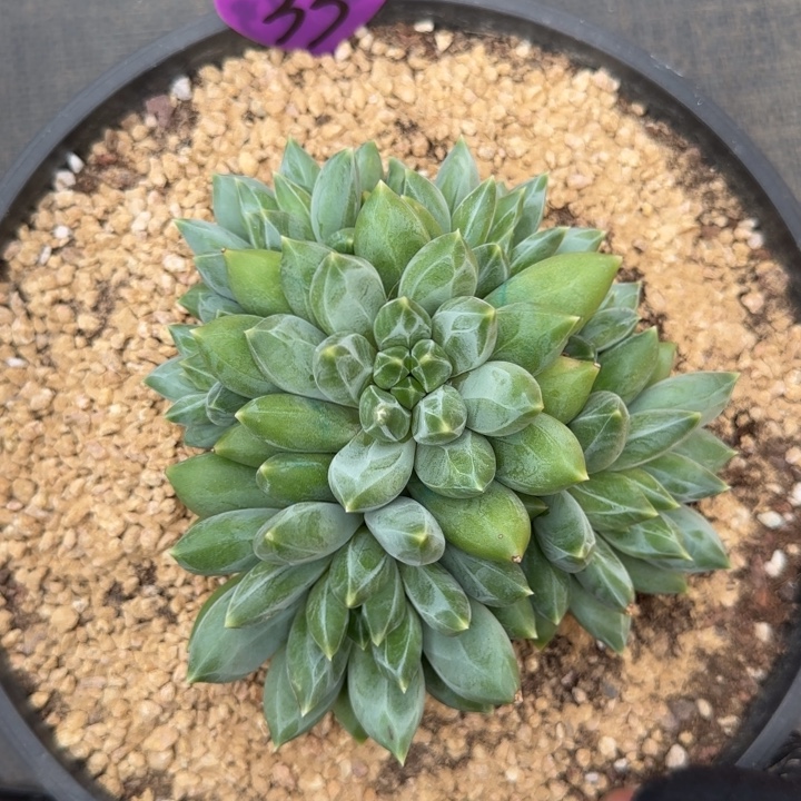 あ***³重楼群生多肉植物