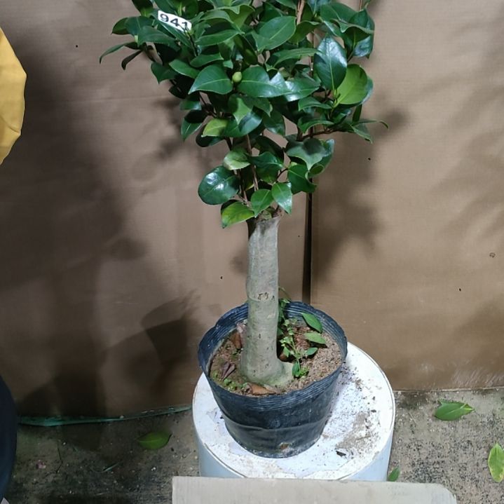 941埃及艳后，原盆原土发货，不包邮