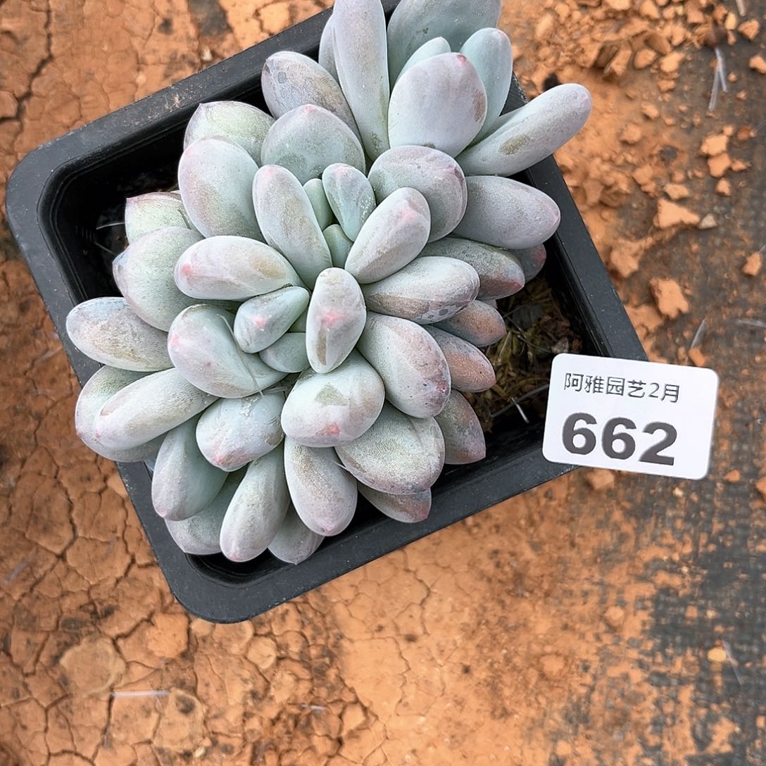 阿雅园艺。      662