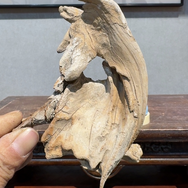 柏木（崖柏）了**士崖柏阿啊阿啊