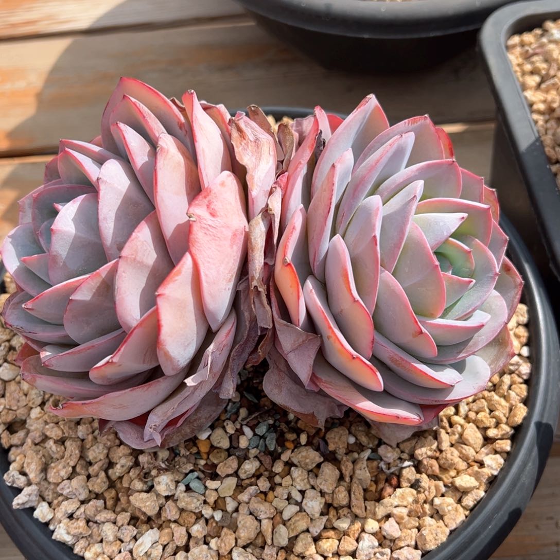 布鲁兰大双头多肉植物