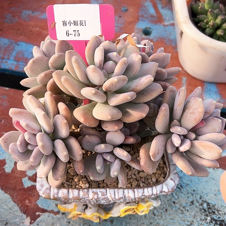 6.75咖啡美人一个脱土