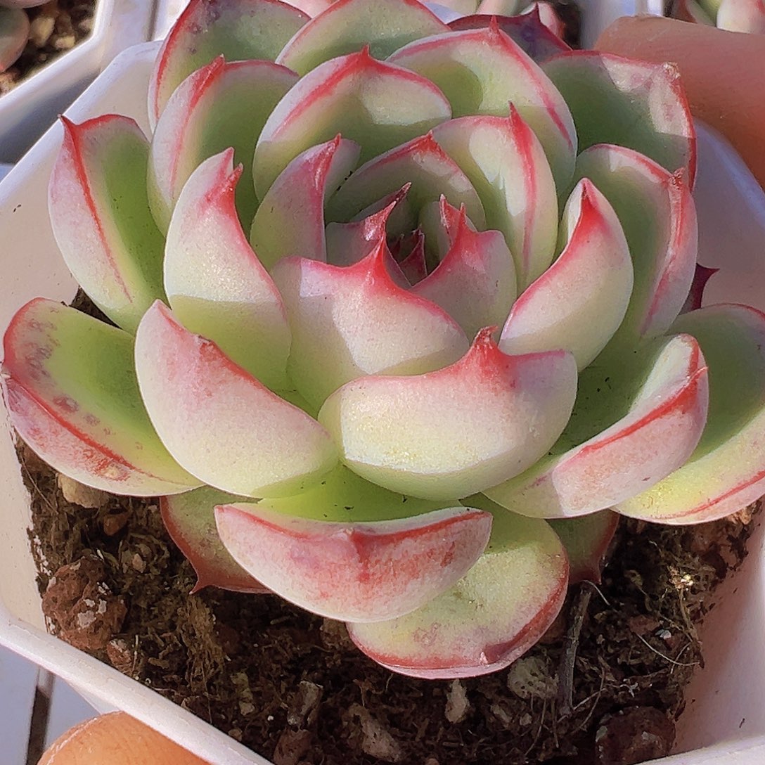 勾魂仙子19包邮多肉植物