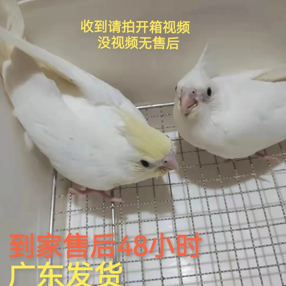 玄凤鹦鹉亲人可爱可学说话吹口哨白金黄脸派特黑牛（直播间挑选）