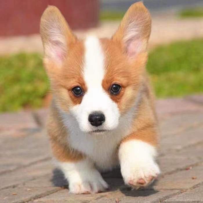 柯基幼犬宠物犬狗狗黄白超萌听话小狗小短腿家养黑白花小可爱双色