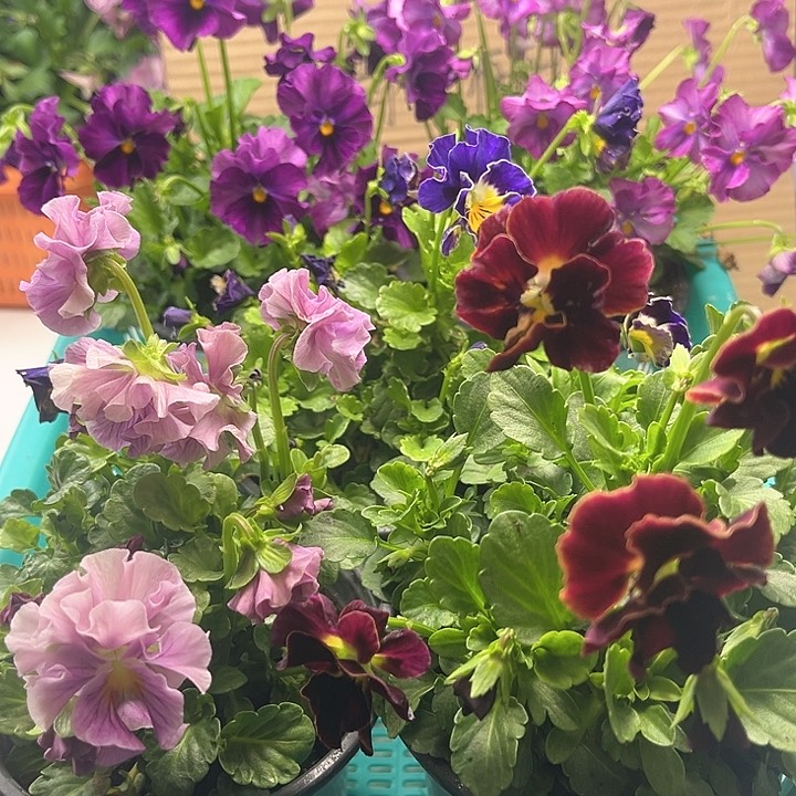 角堇清棚价19.9米一筐