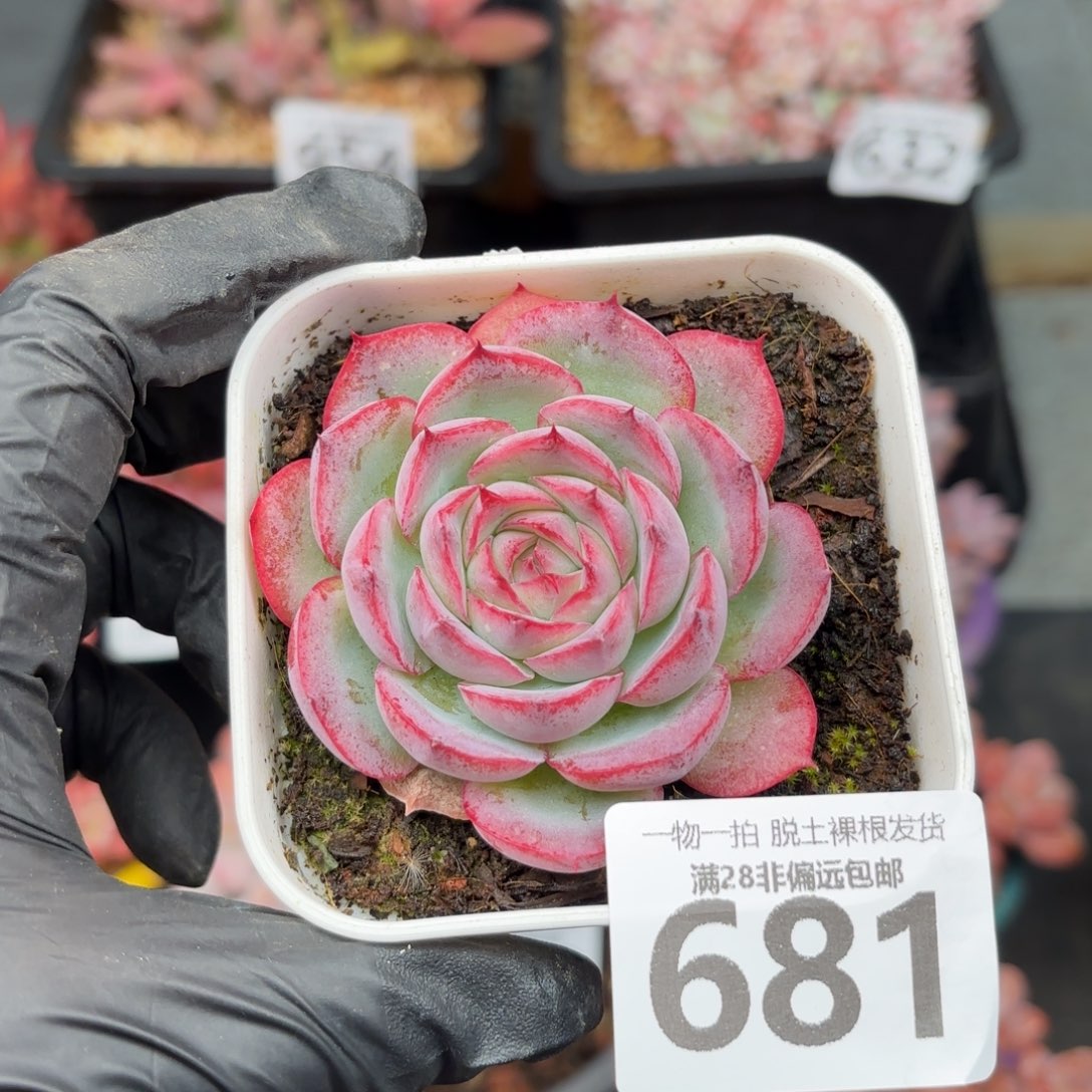 侧影单头无盆土发货