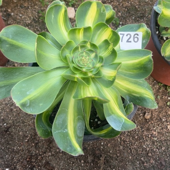 726暴君多肉植物，台