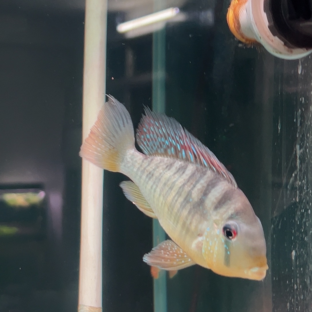 海水和尚鱼2条12-14公分