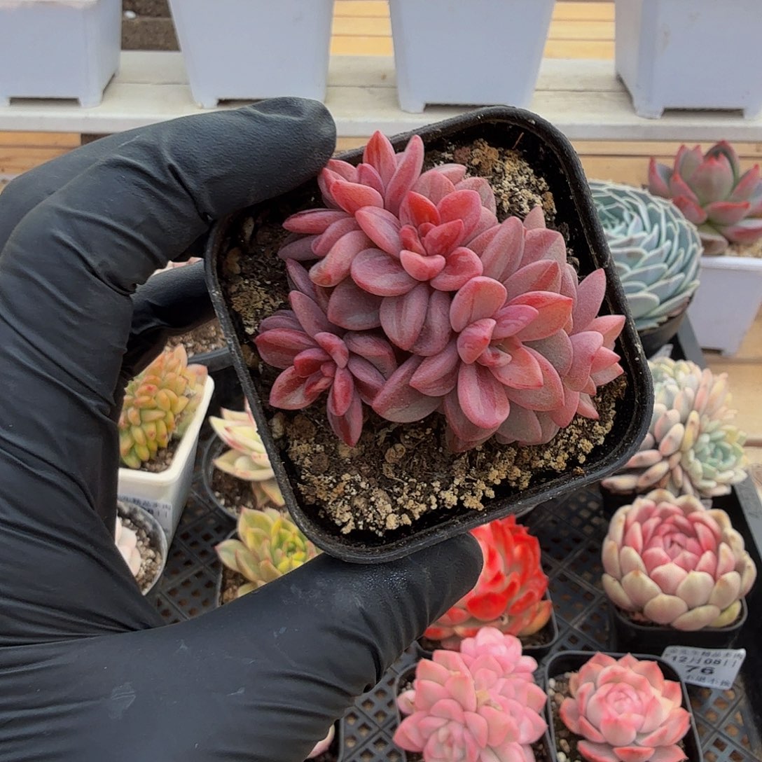 1208-81紫心锦群生