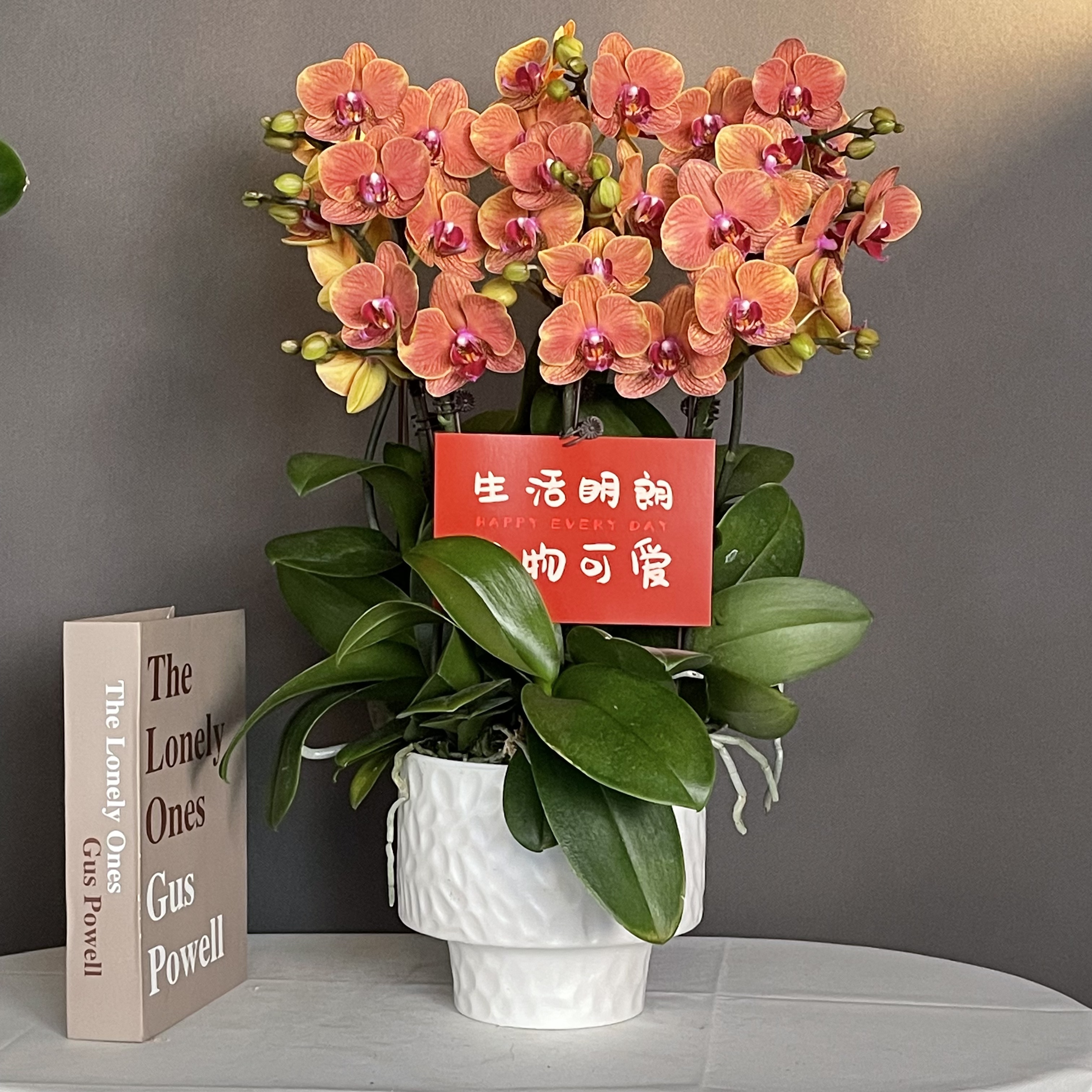 鼎胜【金吉利】蝴蝶兰盆栽花卉观花植物室内四季开花耐旱陶瓷盆4-8