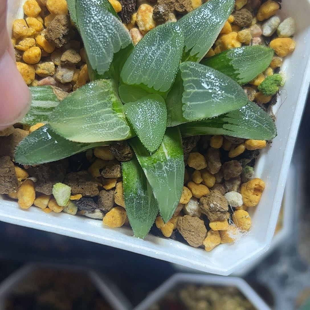 实生克锦十二卷多肉植物满