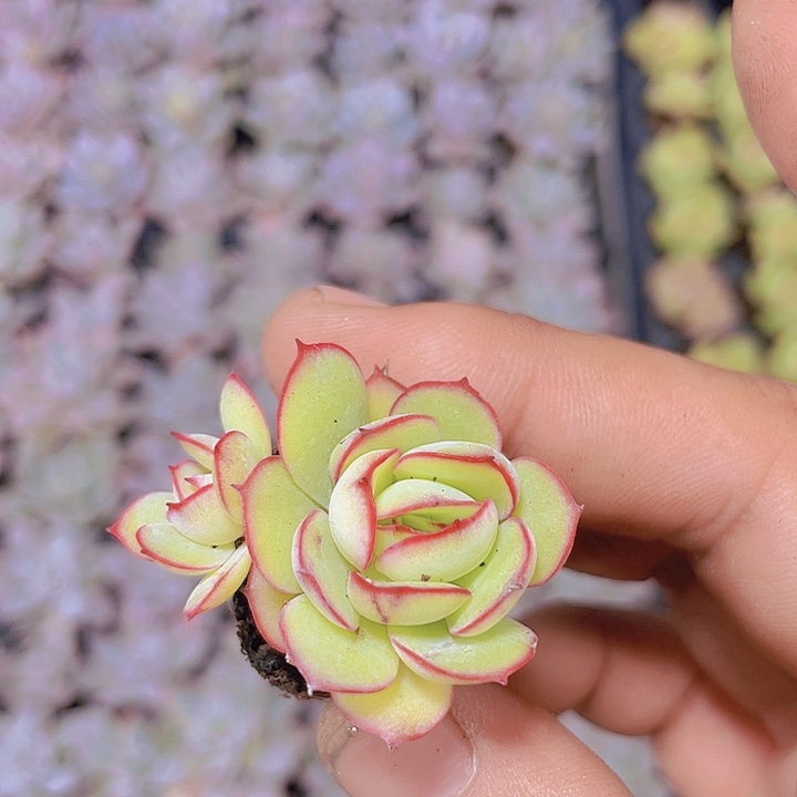 牡丹亭【满10颗包邮】