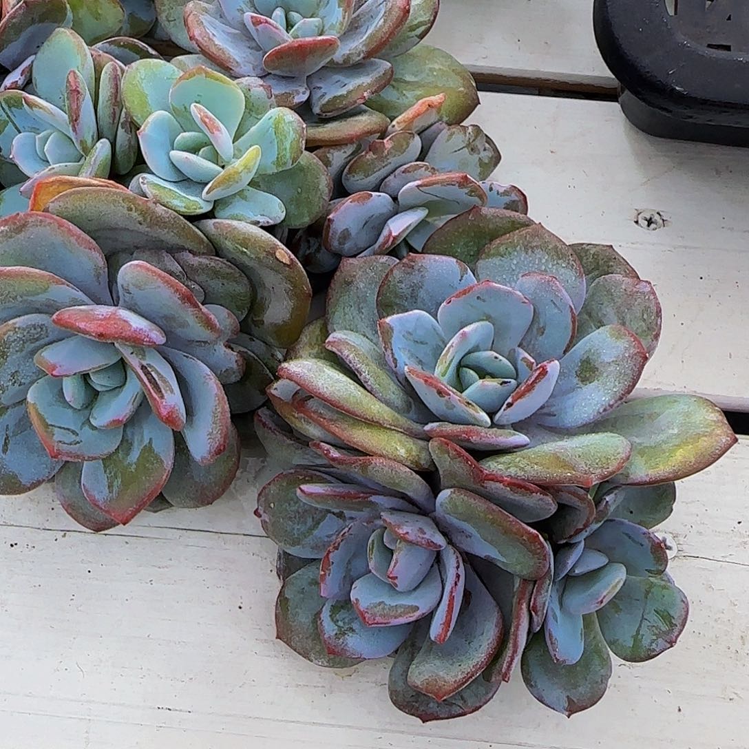 22-精品母本老桩奶茶群一个