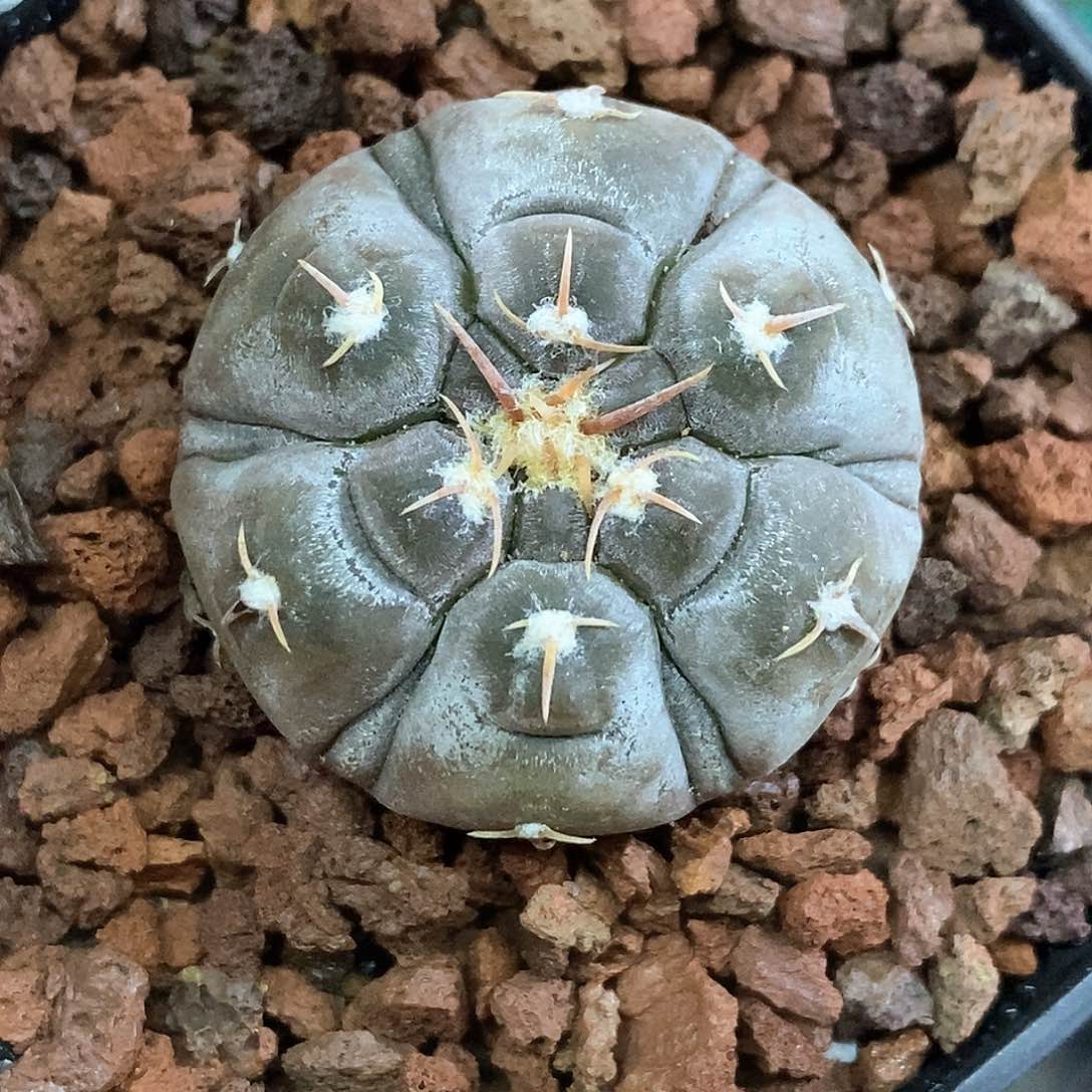 孤品实生特选株带蜡稀有六棱复棱铅皮3.3cm