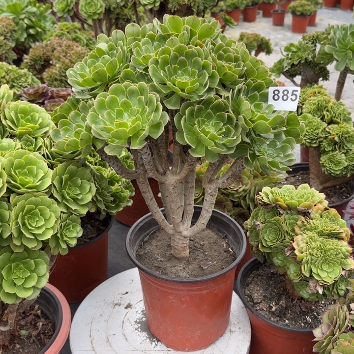 A***U多肉植物绿法师885