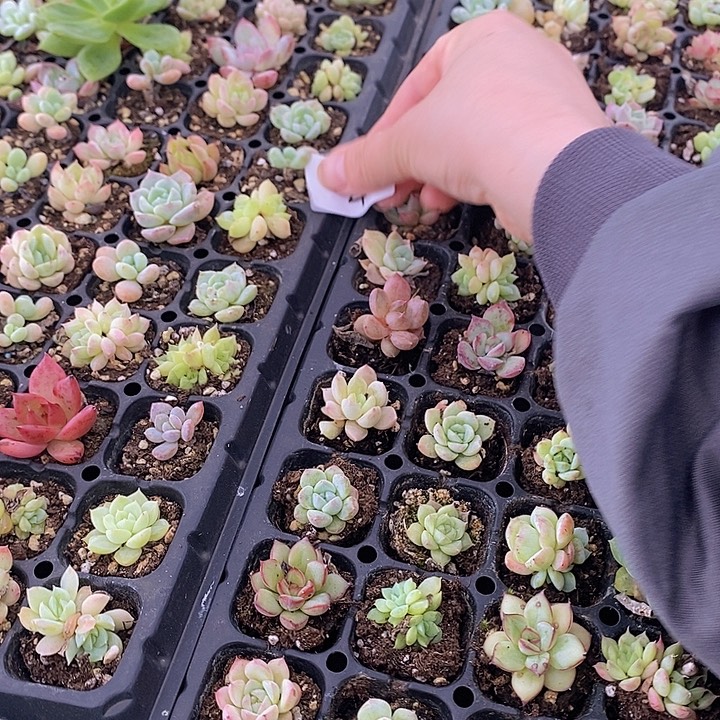 4 多肉植物盆栽花卉