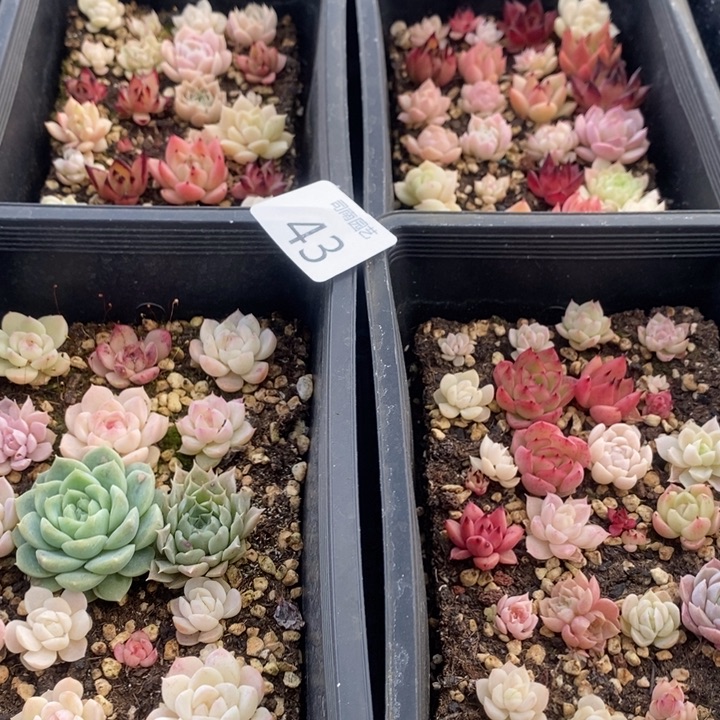 43 多肉植物盆栽花卉