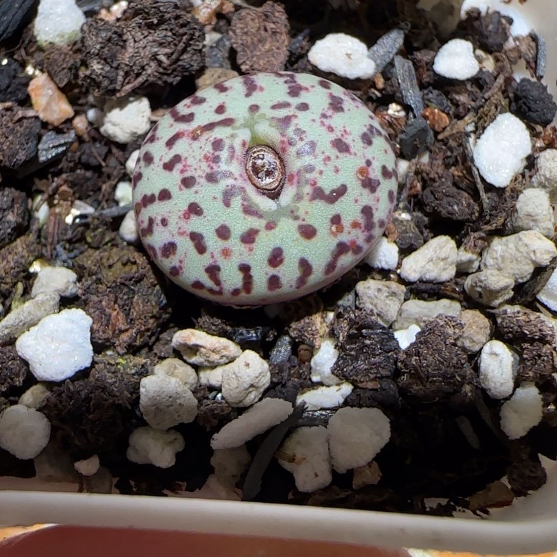 肉锥多肉植物百科-紫纹黑点安贞1436