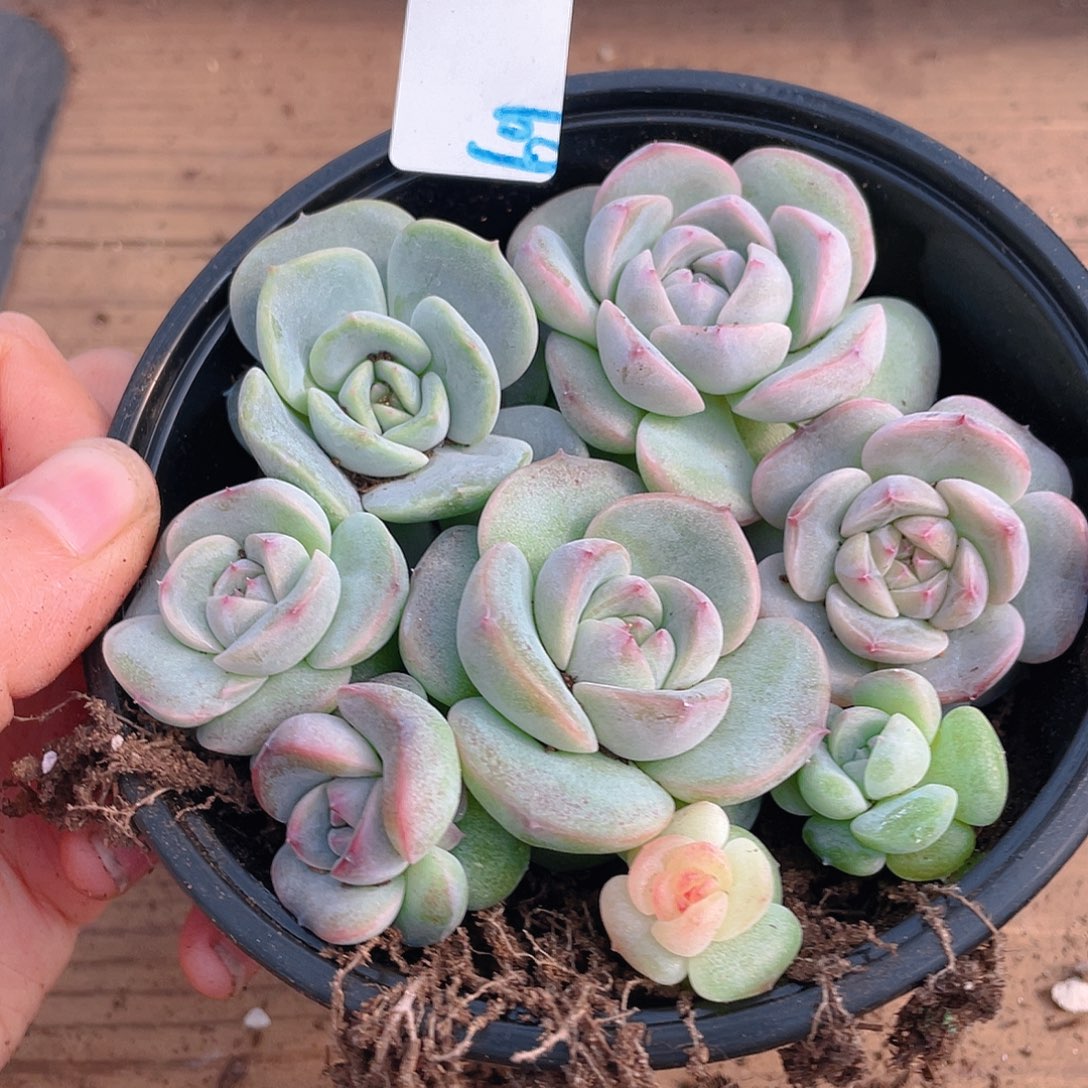 多肉植物多肉植物69