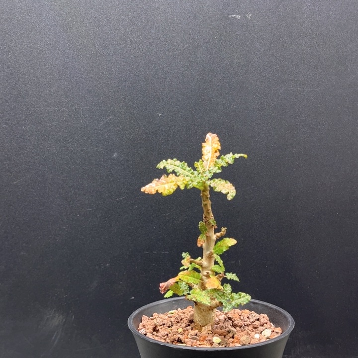 娜娜乳香11111111111