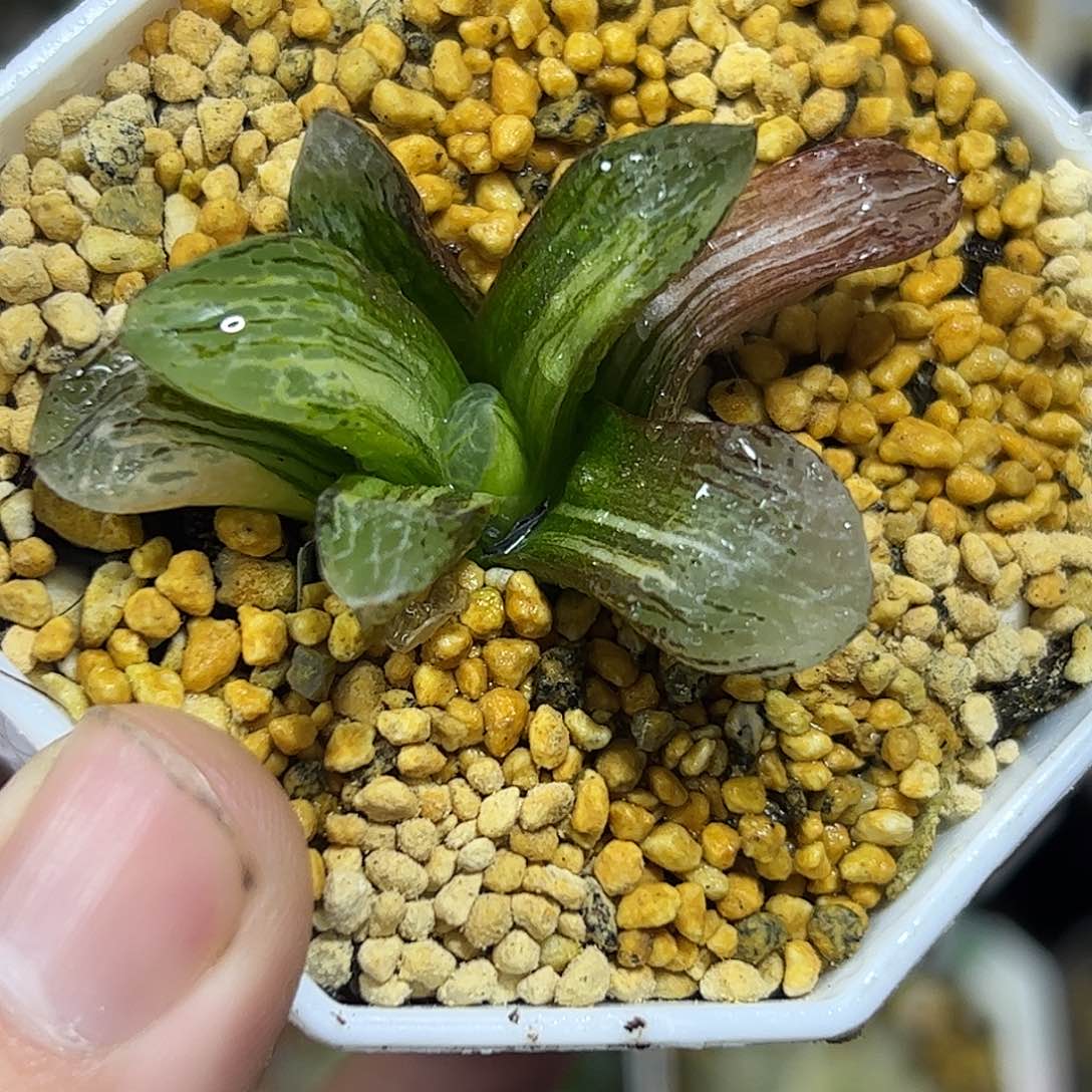 万华镜锦十二卷多肉植物