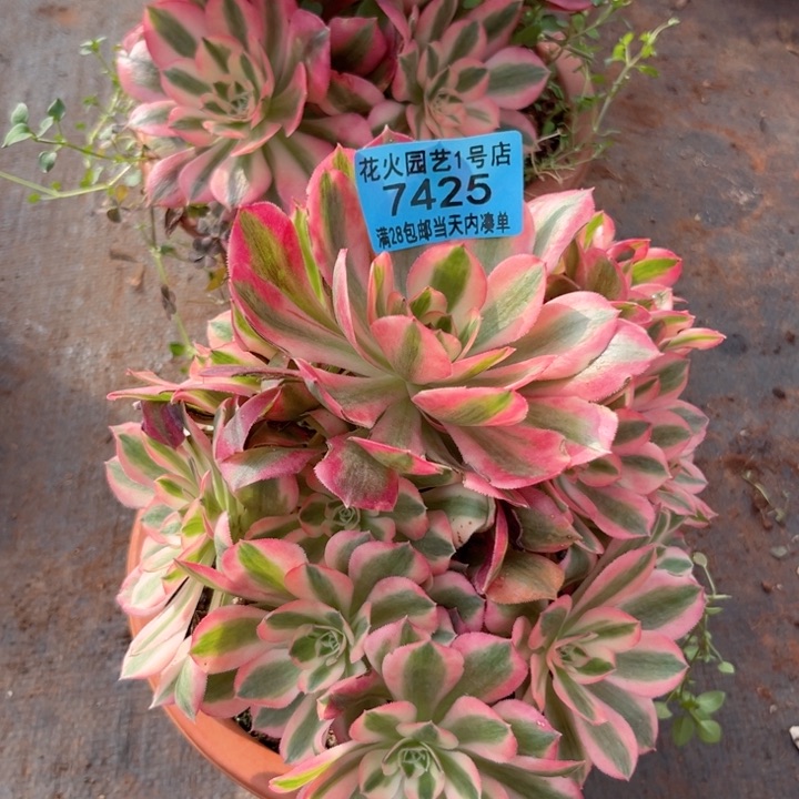 女巫7425多肉植物