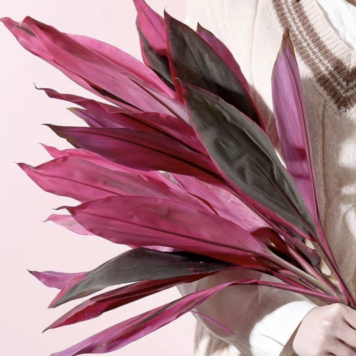 精品鸿运竹运当头水培花卉室内绿植吸甲醛易富贵富贵招财富贵水培