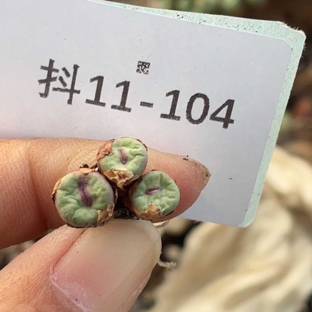 11-104肉锥多肉植物嘴