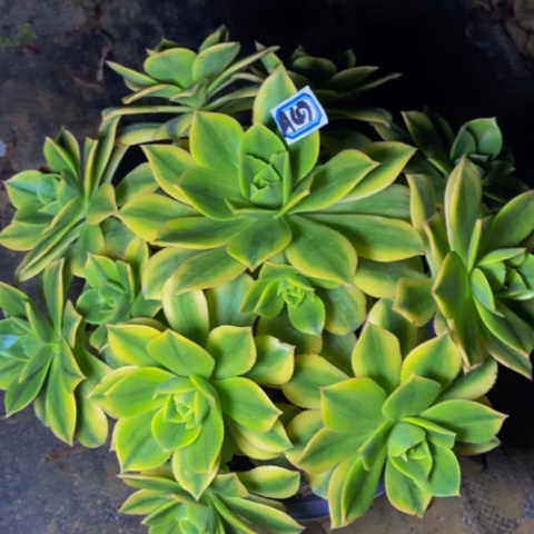 星爆多肉植物47多肉不包断