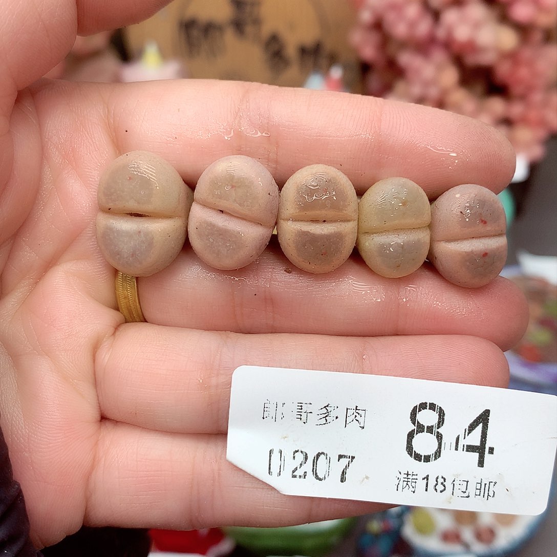 生石花满18包邮7-84