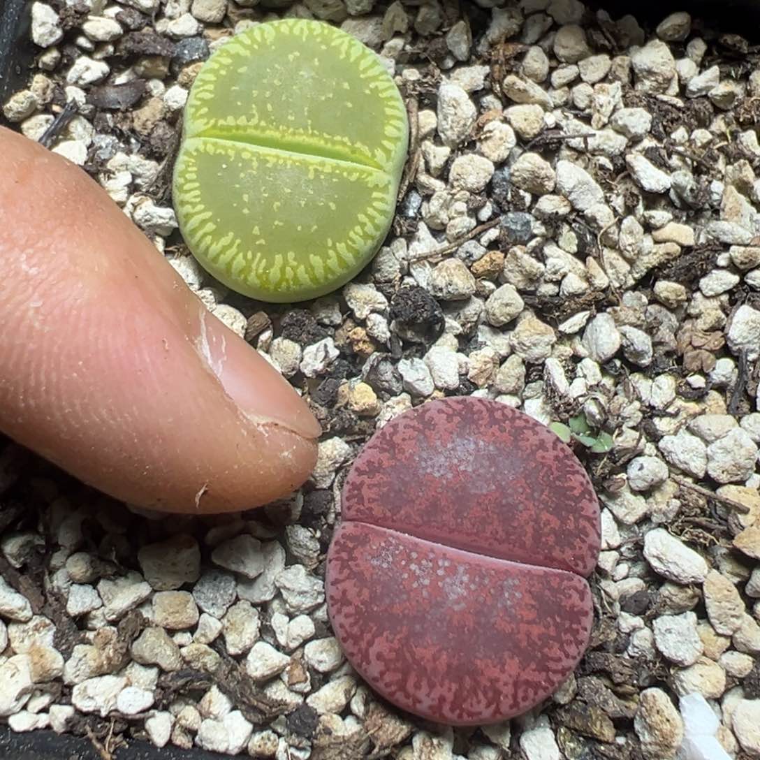 【闪购商品】 353。