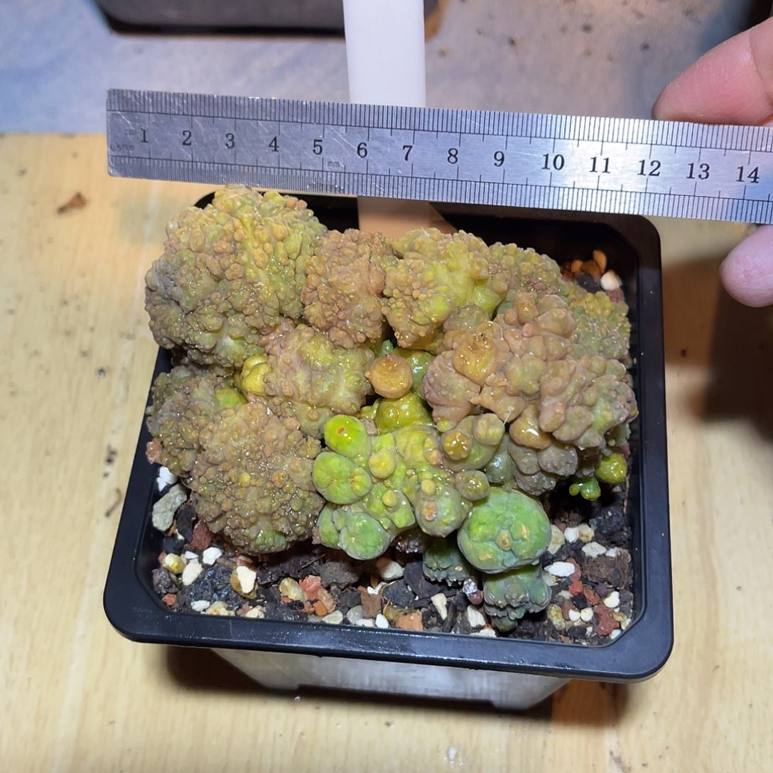 程程柱缀化仙人球