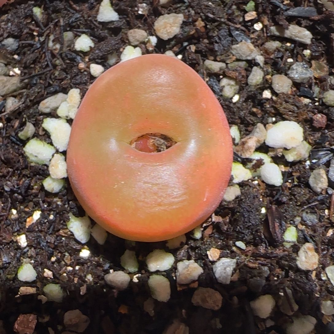 肉锥多肉植物百科-优选水蜜桃母本1121