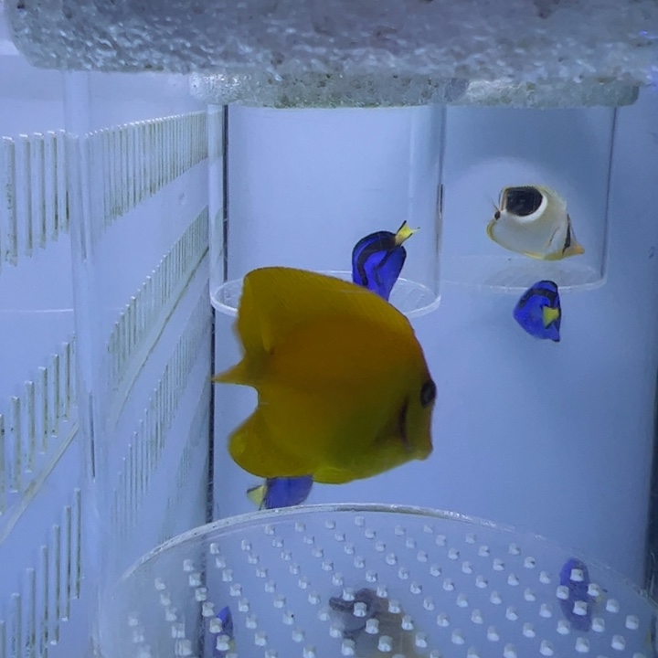 海水鱼黄吊 7-9 cm 260 包装10 运费25