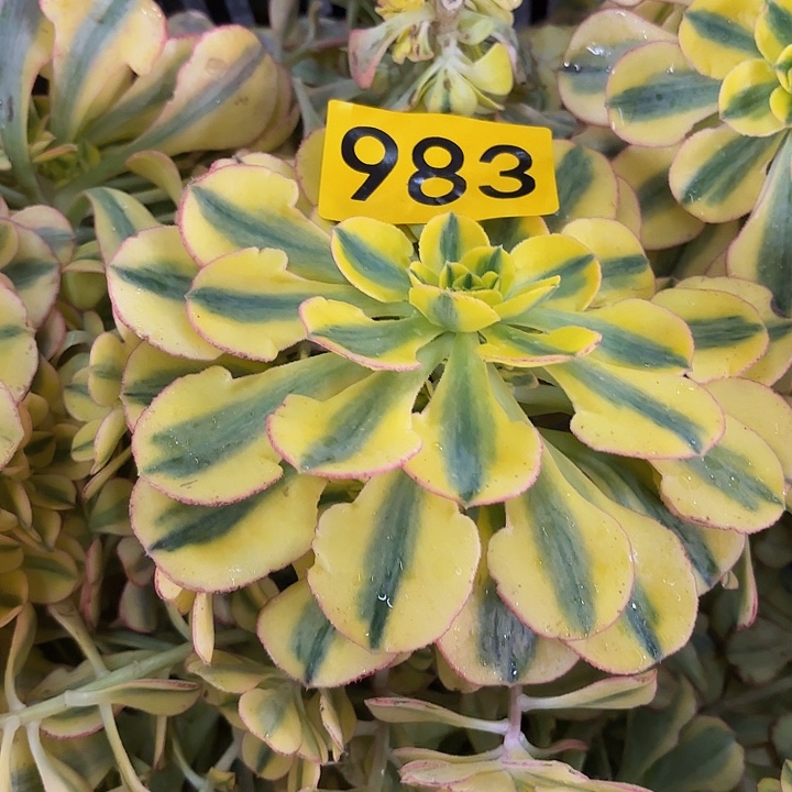 多肉植物福利来983