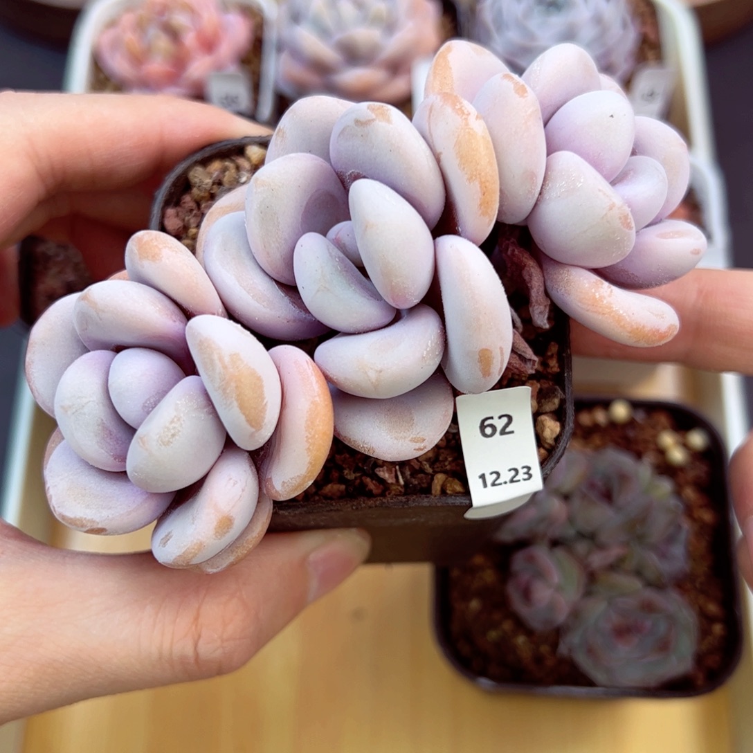 好好看62、哈哈哈哈