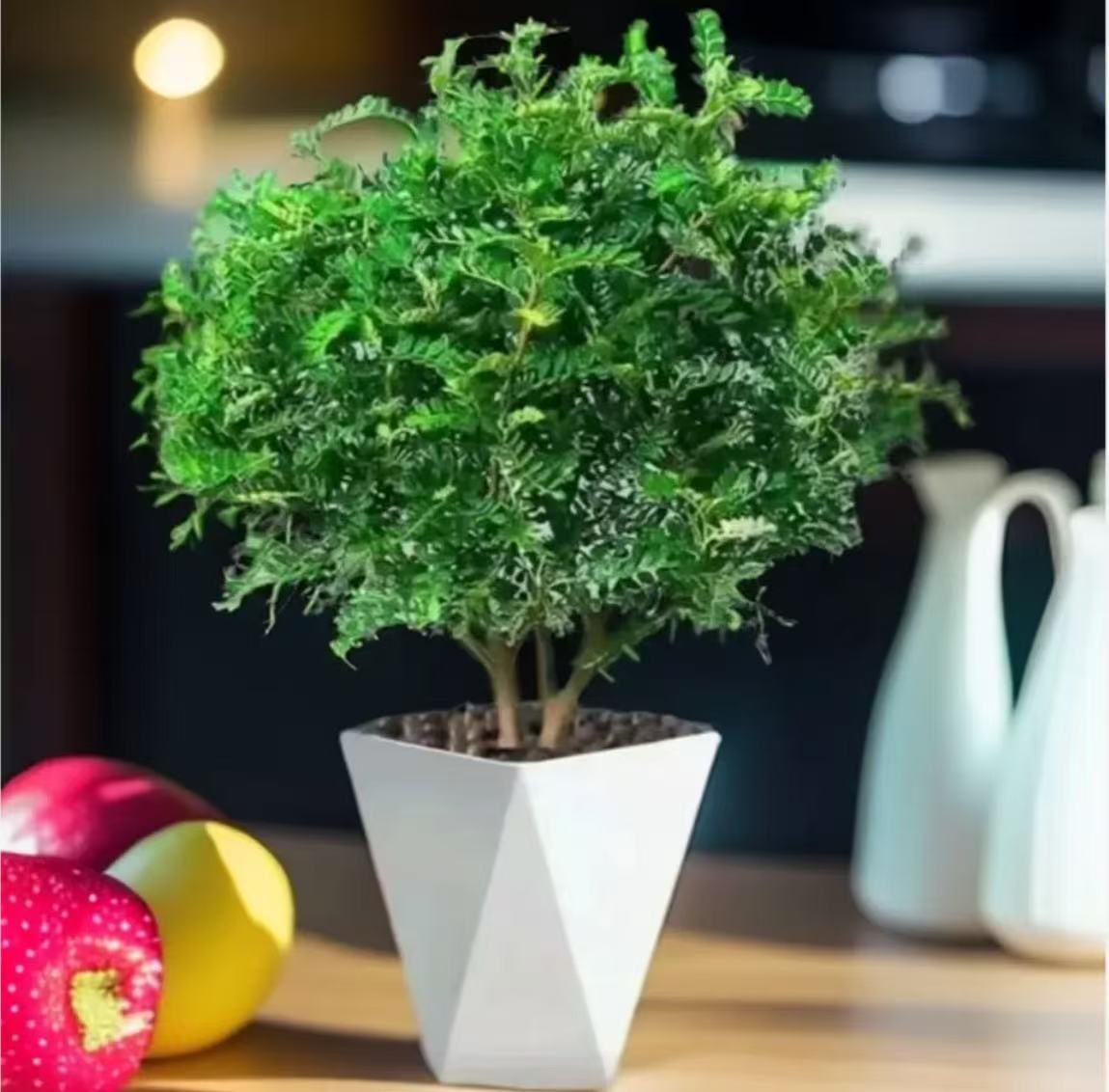 x5驱蚊植物驱虫清香木盆栽胡椒木送盆送肥夏季必备花卉绿植四季