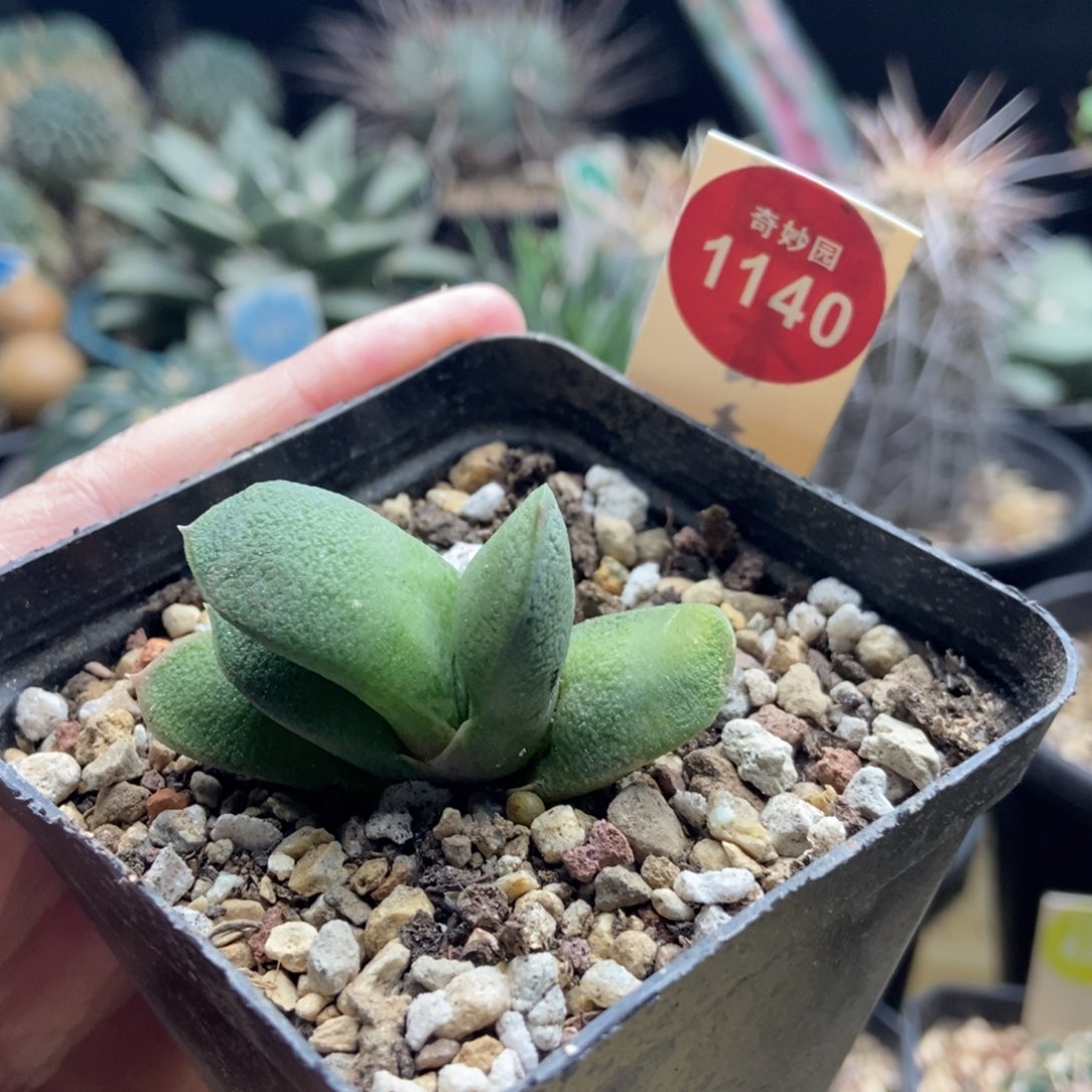 密尤卧牛一棵仙人球