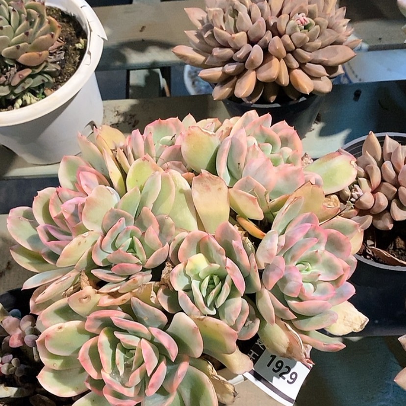 【闪购商品】绮罗锦1929