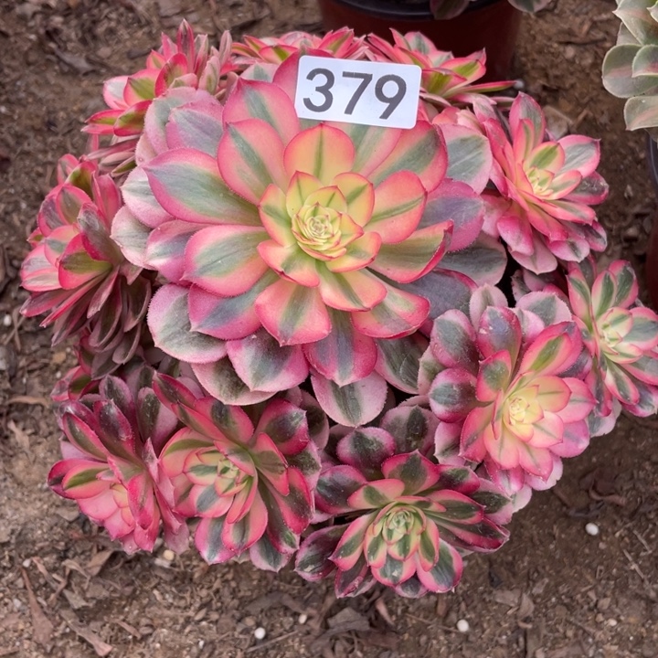 无花朵379倾城多肉植物