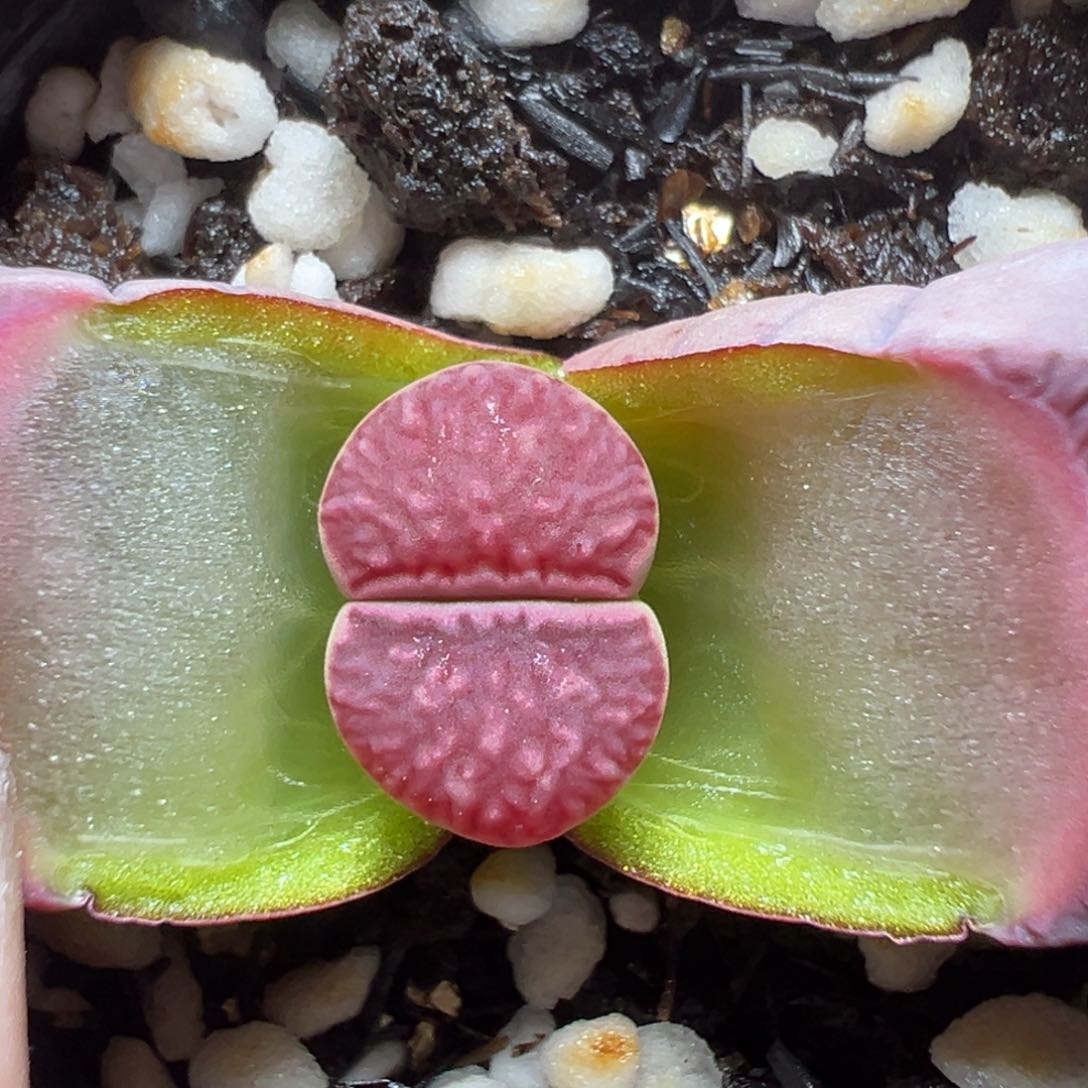 【闪购商品】1049……