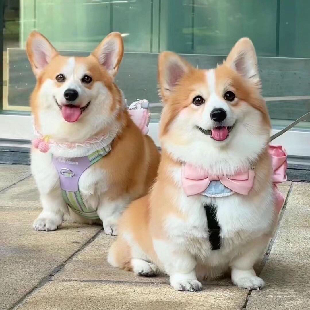 66宠物一物一拍(全款链接）