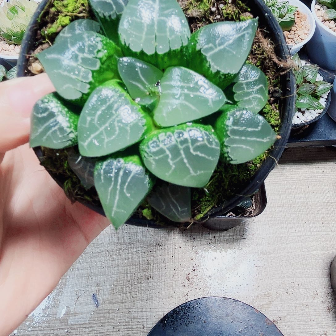 月影寿多肉植物6666