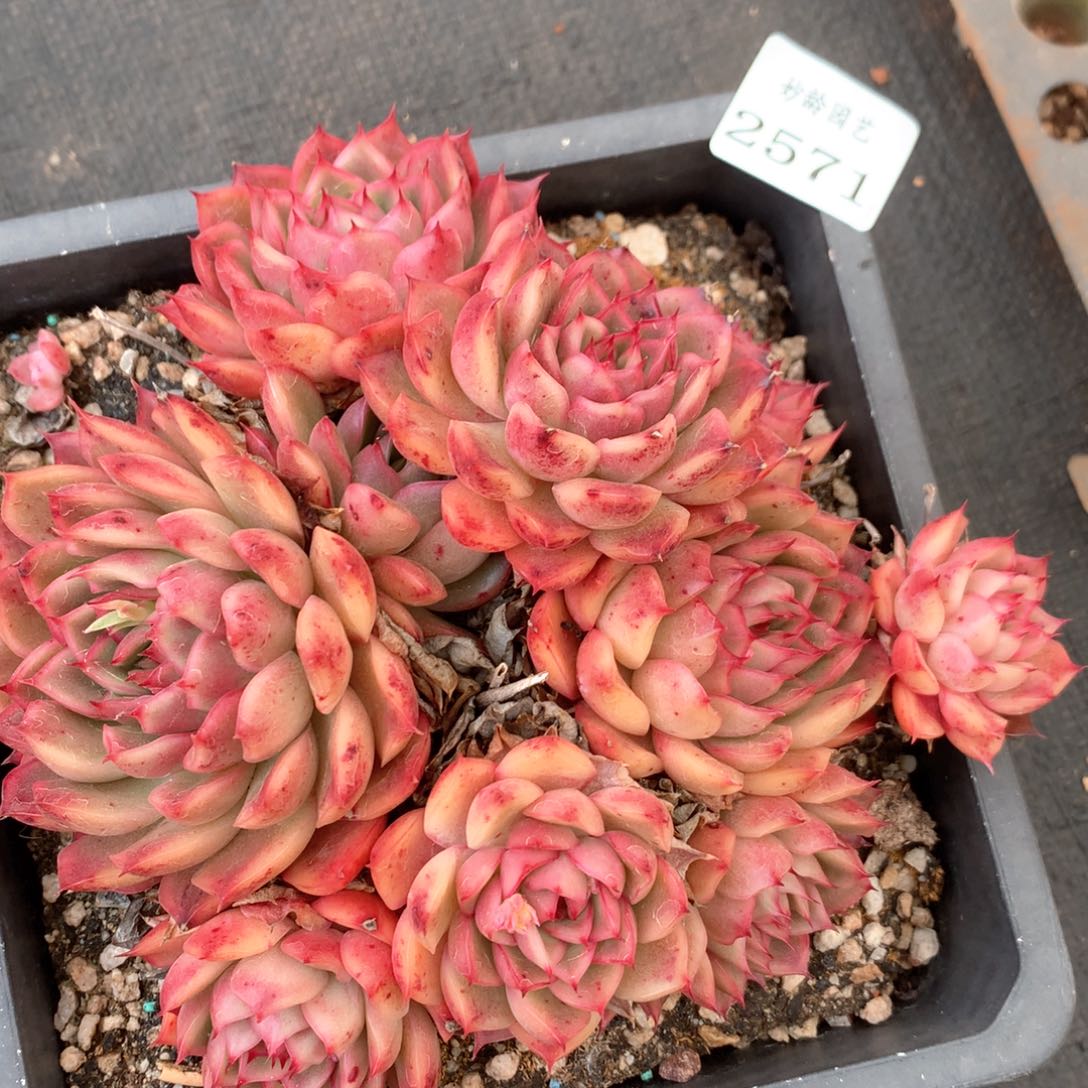 2571杂交多肉植物
