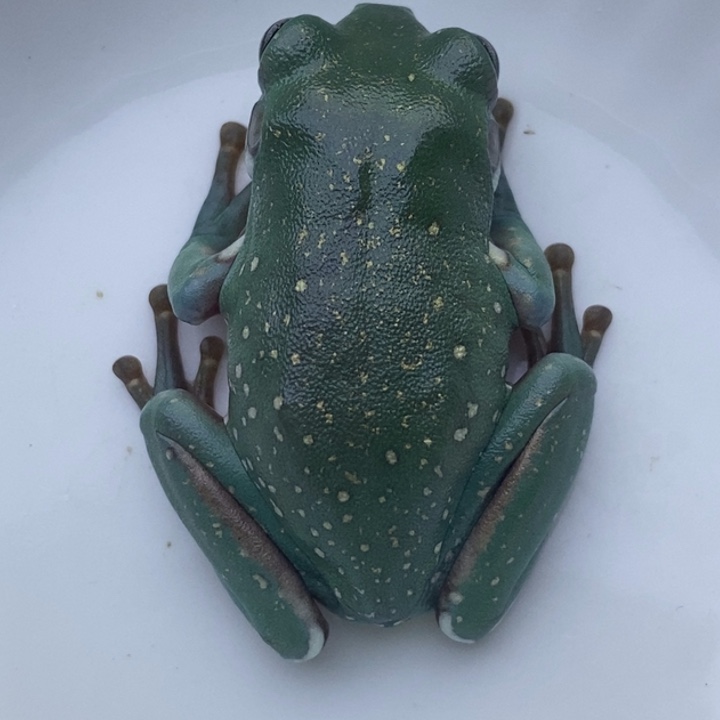 老爷树蛙24h蓝子代06号