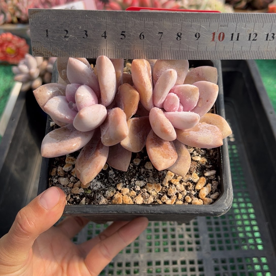 表妹精品多肉植物056.