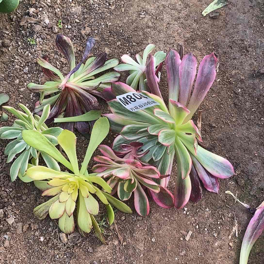 804砍头六个多肉植物