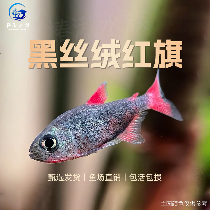 【椿湫水族】灰太狼灯鱼/黑丝绒红扯旗灯鱼