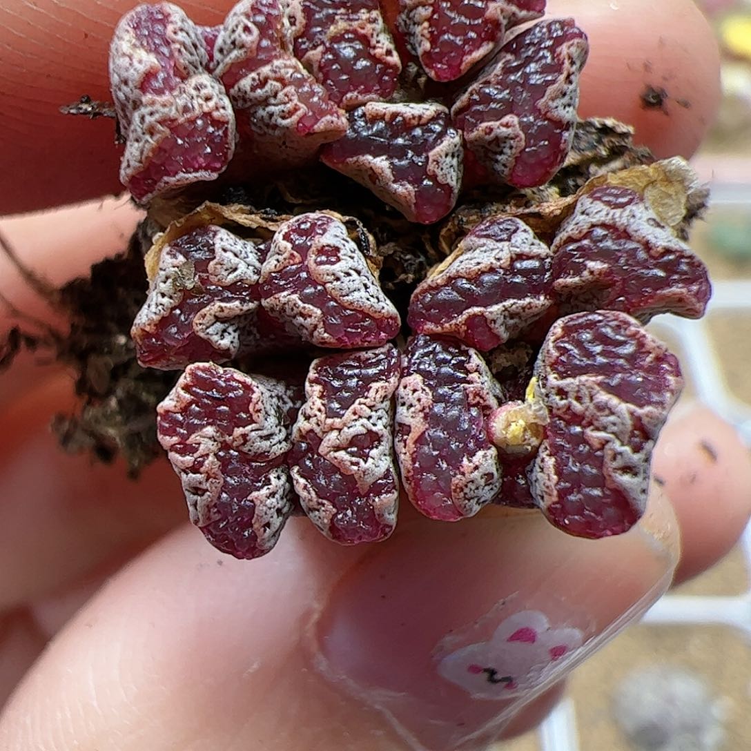 【闪购商品】319 蝴蝶